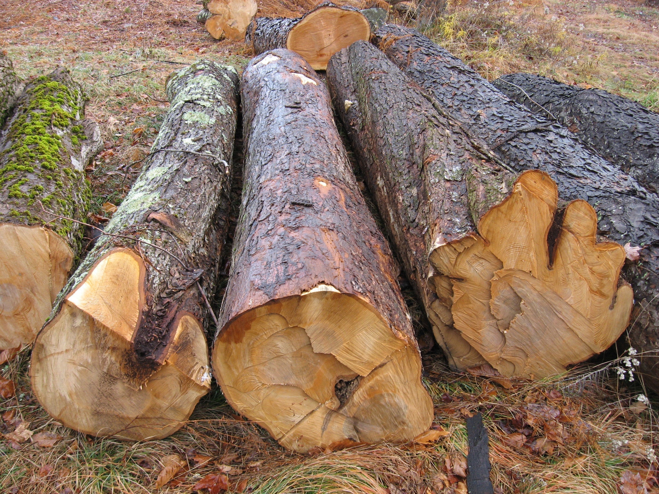 Maple Wood: A Complete Guide from Forest to Flooring