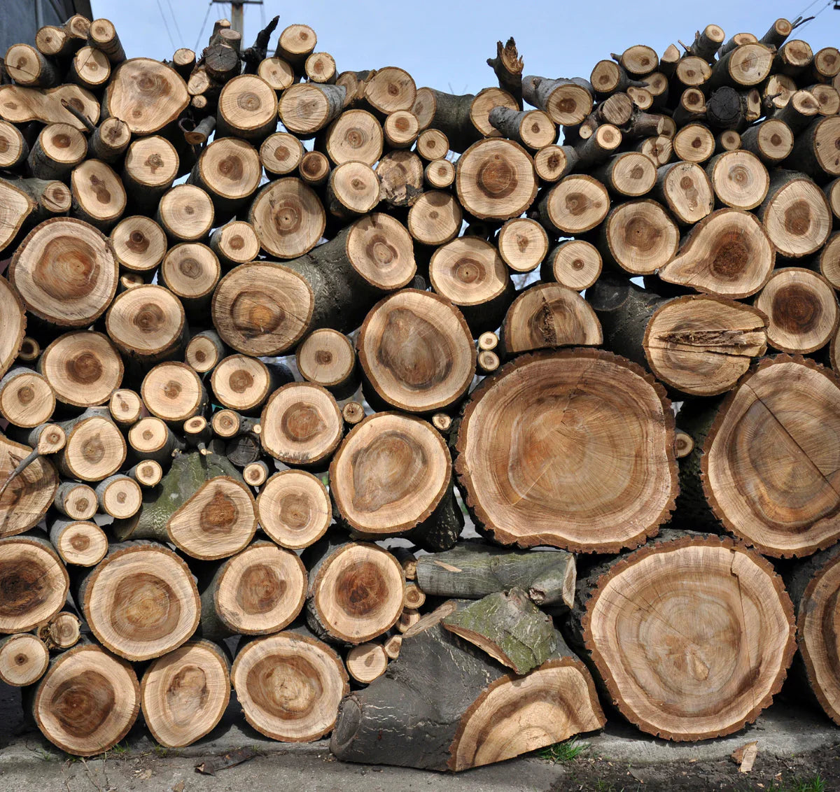 Walnut Wood: A Complete Guide from Forest to Flooring