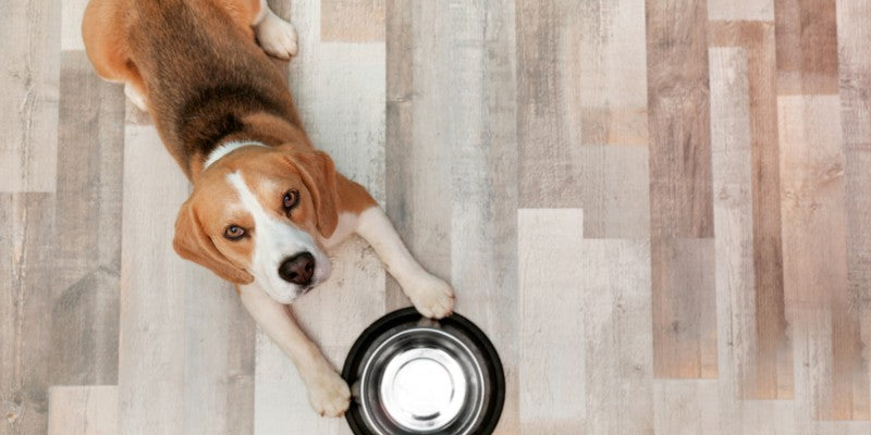 Paws and Floors: The Top Flooring Choices for Pet Owners By Factory Flooring Liquidators