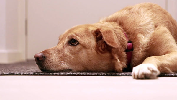 Man’s Best Friend’s Best Floors